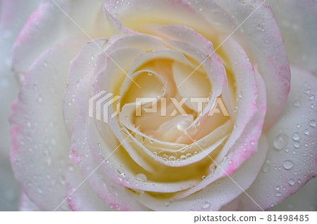 Up of roses with water drops 81498485