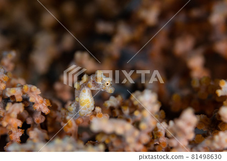 Cute pygmy seahorse 81498630