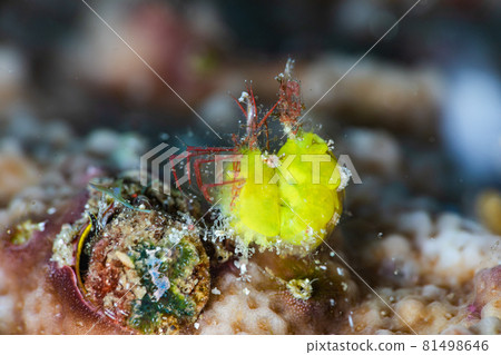 Yellow Orizuru shrimp Yellow Orizuru shrimp 81498646