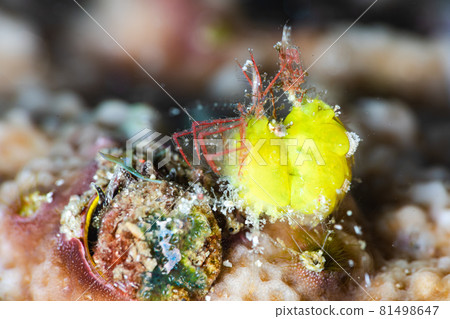 Yellow Orizuru shrimp Yellow Orizuru shrimp 81498647