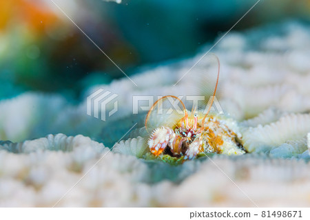 可愛的髮夾寄居蟹 81498671