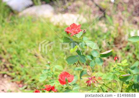 Rose flower Salaband 81498688