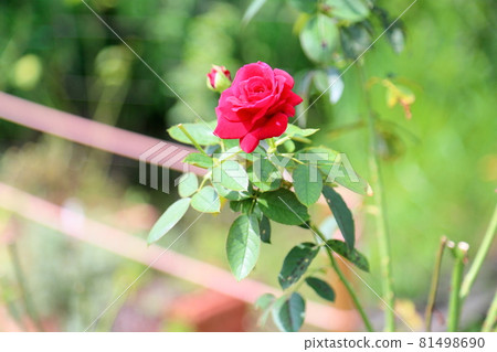 玫瑰花 玫瑰花 81498690
