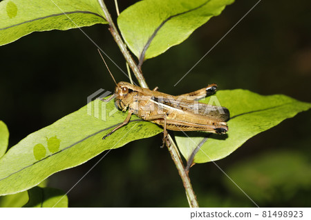 Porcupine grasshopper 81498923