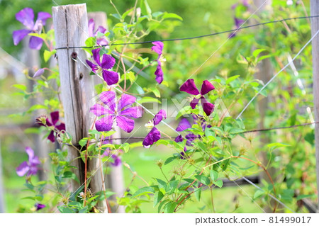 Clematis flower Clematis flower 81499017