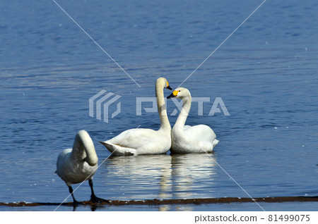Swan in Lake Inawashiro Swan in Lake Inawashiro 81499075