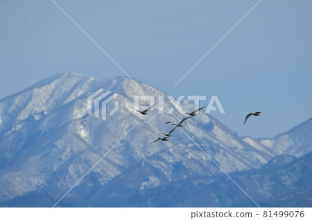 Swan in Lake Inawashiro Swan in Lake Inawashiro 81499076