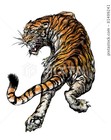 Tiger's illustration 81499241