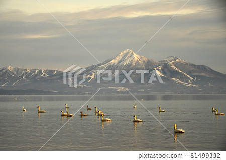 Swan of Inawashiro Swan of Inawashiro 81499332