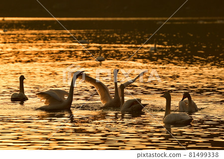 Swan of Inawashiro 81499338