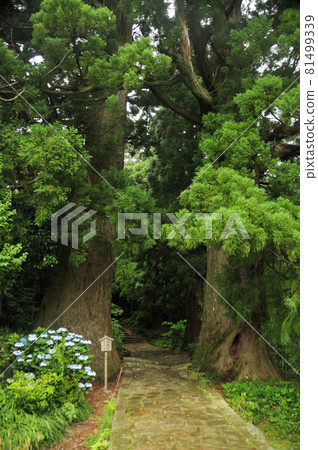 Kumano Kodo Daimonzaka Entrance (Meotosugi) [Nachikatsuura Town, Higashimuro District, Wakayama Prefecture] 81499339