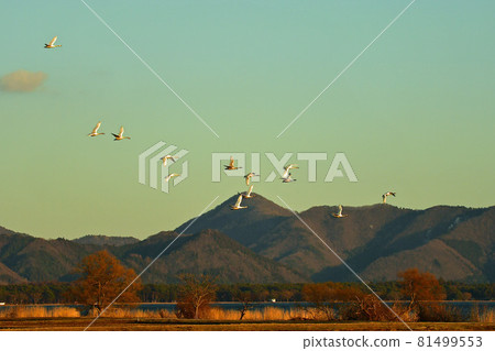 Swan of Inawashiro Swan of Inawashiro 81499553