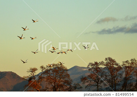 Swan of Inawashiro Swan of Inawashiro 81499554