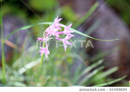 Turbakia 花 81499604