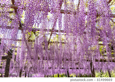 愛知縣對馬市天王川公園富士架 81499669