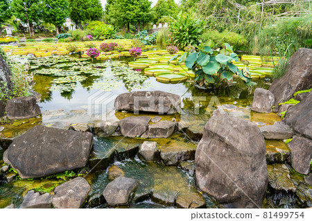 滋賀縣草津市 水生植物園 水之森水上花園 花影之池 滋賀縣草津市 水生植物園 水之森水上花園 花影之池 81499754