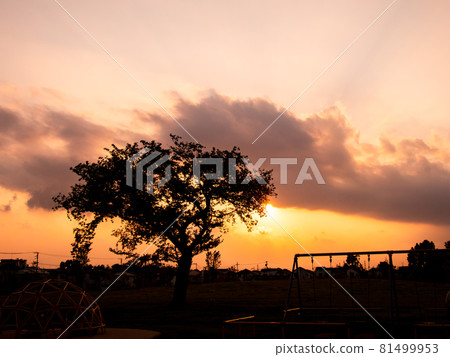 東京夏日黃昏風景公園 81499953