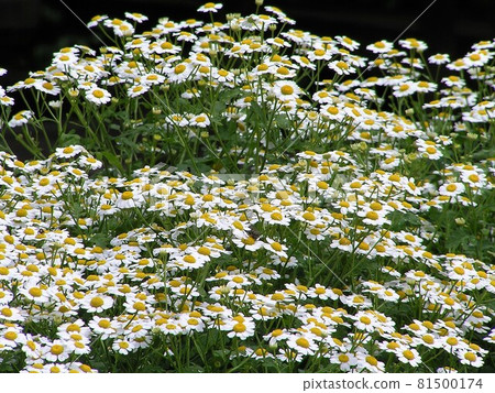 Fever Few Fever Few 81500174