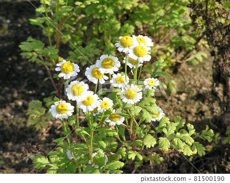 Fever Few Fever Few 81500190