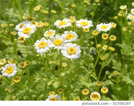 Fever Few Fever Few 81500197