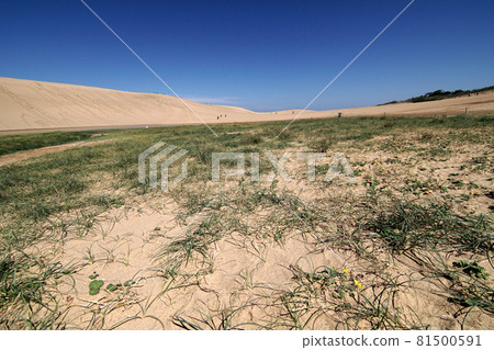 Tottori four seasons walk autumn sand dunes 81500591
