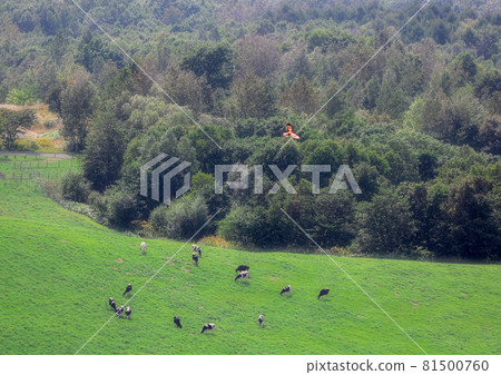從山上看北海道的風景 從山上看北海道的風景 81500760
