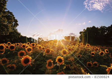 長居公園的向日葵 81500824