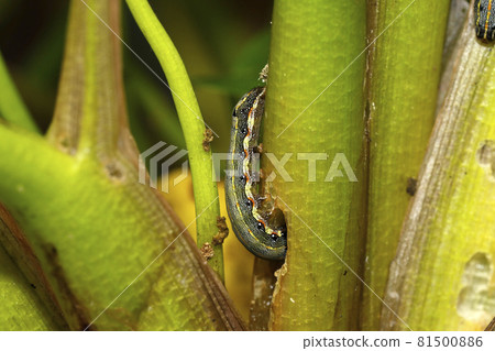 斜紋夜蛾幼蟲 斜紋夜蛾幼蟲 81500886