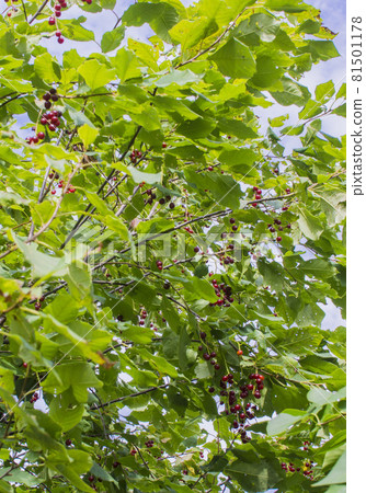 Sweet cherries hanging on the cherry tree branch. Part of cherry tree Sweet cherries hanging on the cherry tree branch. Part of cherry tree 81501178