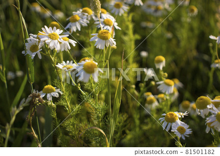 Blooming daisies in the sun on a blurry background of grass Blooming daisies in the sun on a blurry background of grass 81501182