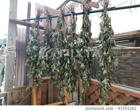 魚腥草泡茶 魚腥草泡茶 81501262