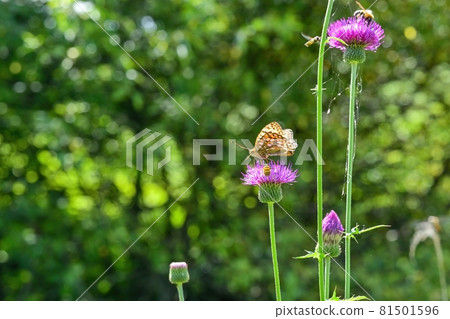 Brenthis daphne @ Nagano sucking the nectar of thistle flowers deliciously 81501596