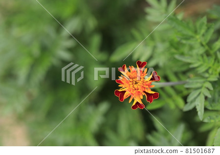 Flower Flower 81501687