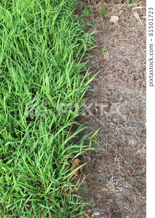 Comparison image of the part where the herbicide for agricultural land was sprayed and the part where it was not sprayed 81501723