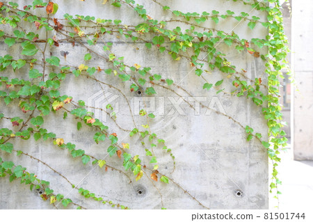 Ivy extending on an inorganic concrete wall Ivy extending on an inorganic concrete wall 81501744