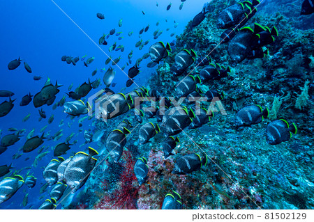 Flock of Yuzen Flock of Yuzen 81502129