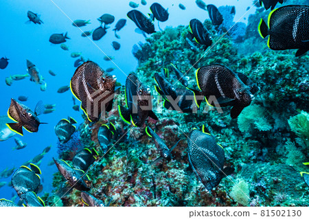 Flock of Yuzen 81502130