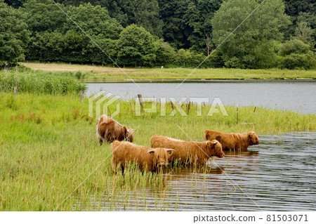Highland cattles grazing in the green meadow Highland cattles grazing in the green meadow 81503071