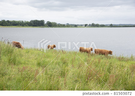 Highland cattles grazing in the green meadow Highland cattles grazing in the green meadow 81503072
