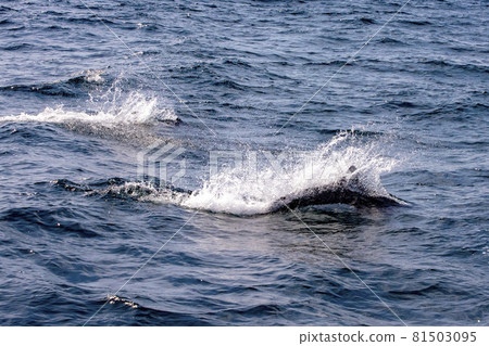 View of wild dolphins swimming in the sea of Rausu View of wild dolphins swimming in the sea of Rausu 81503095