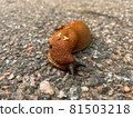 Spanish slug is brown. Arion vulgaris 81503218