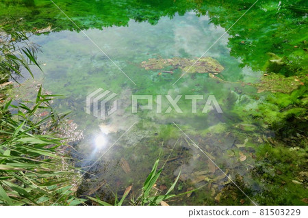 Tashirodaira Marsh Ryujinnuma Tashirodaira Marsh Ryujinnuma 81503229