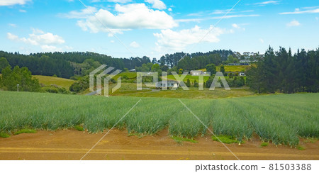 New Zealand farming industry in North Island countryside. 81503388