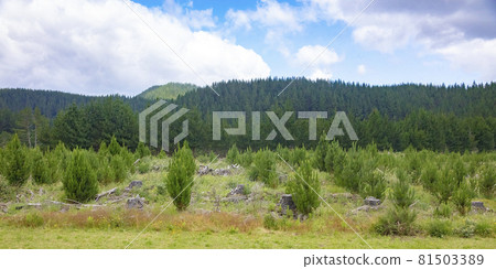 Radiata Pine harvesting and replanting for New Zealand forestry industry 81503389