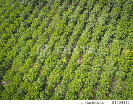 Aerial view forest tree rubber tree leaves environment forest nature background, Texture of green tree top view forest from above, rubber tree plantation 81503411