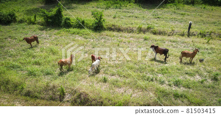 Aerial view fields and cow nature farm background, top view field from above with herd of cows grazing grass agricultural parcels of different crops in green, Birds eye  view countryside Asian 81503415