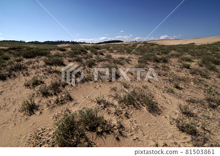 鳥取四季漫步秋日沙丘 鳥取四季漫步秋日沙丘 81503861