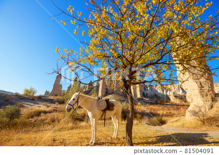 Horse in Cappadocia 81504091