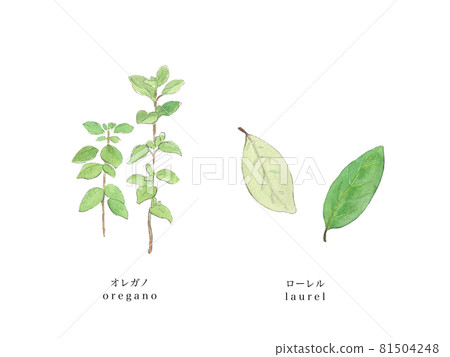 牛至和月桂樹手繪水彩 81504248