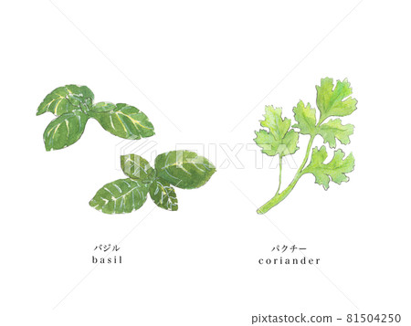 Basil and coriander hand-painted watercolor 81504250
